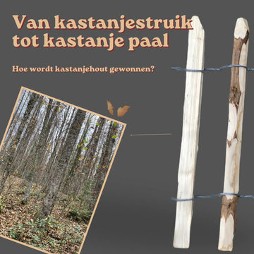 Van kastanjestruik tot kastanje paal: hoe wordt kastanjehout gewonnen? - Natuurhout
